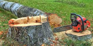 Best Fruit Tree Pruning  in Yonkers, NY