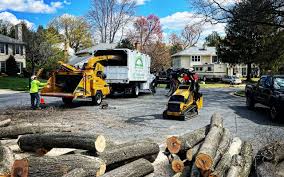 Professional Tree Services in Yonkers, NY
