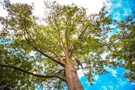 Best Leaf Removal  in Yonkers, NY