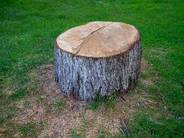 Best Tree Risk Assessment  in Yonkers, NY