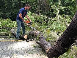Best Hedge Trimming  in Yonkers, NY