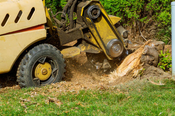 Best Tree Mulching  in Yonkers, NY