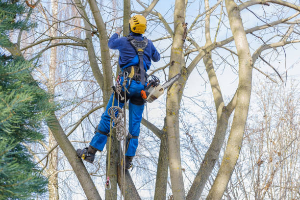 Best Hazardous Tree Removal  in Yonkers, NY