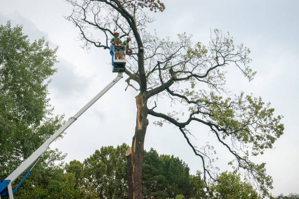 Best Arborist Consultation Services  in Yonkers, NY