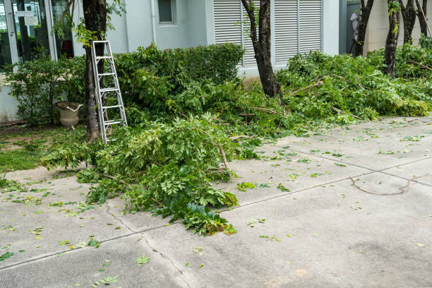 Best Root Management and Removal  in Yonkers, NY