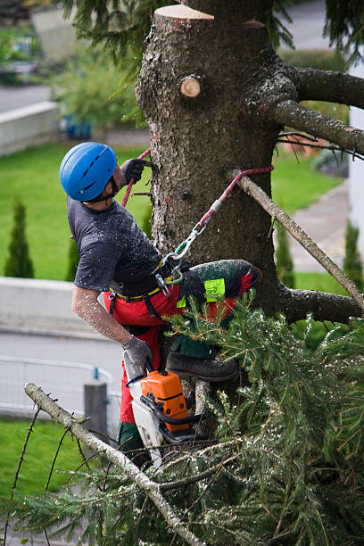 Organic Lawn Care Solutions in Yonkers, NY