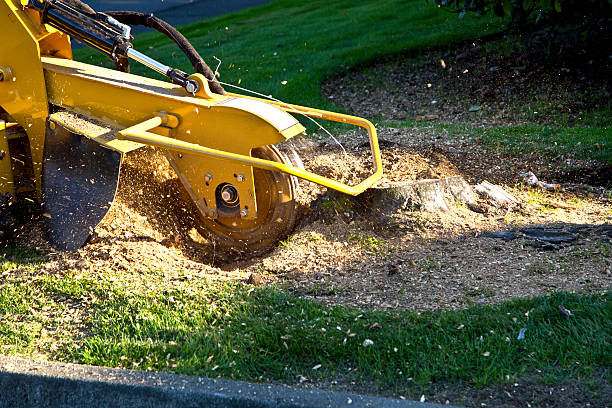 Best Weed Control  in Yonkers, NY