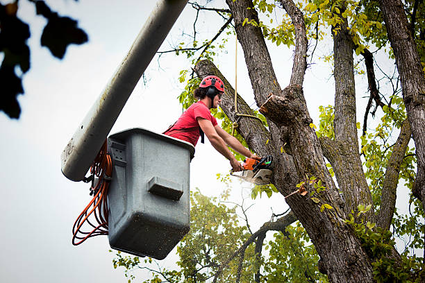 Best Tree Preservation Services  in Yonkers, NY