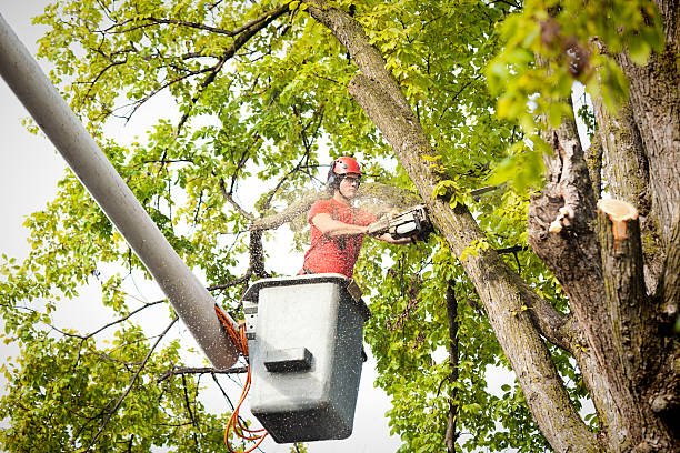 Best Tree Disease Treatment  in Yonkers, NY