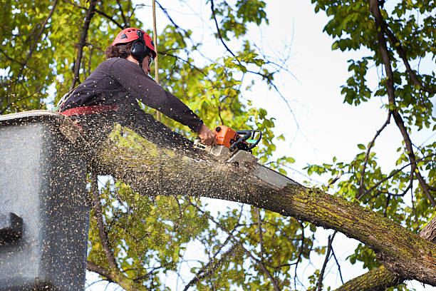 Best Tree Cabling and Bracing  in Yonkers, NY
